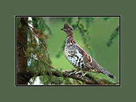 Ruffed Grouse
